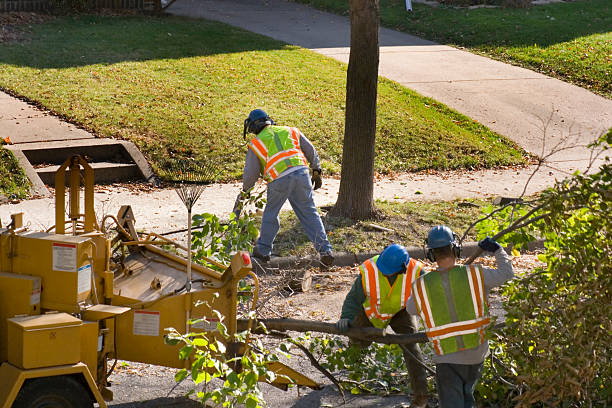 Buckner, KY Tree Removal Company